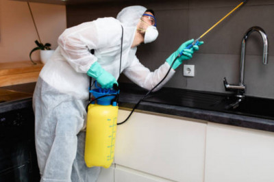 How to Remove Pests from Your Home in record Time