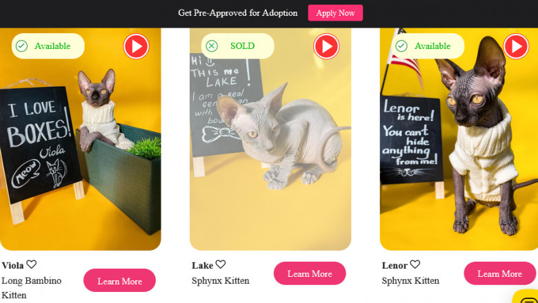 Sphynx Kittens For Sale