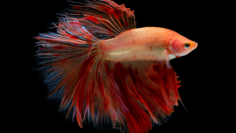 What To Do If Your Female Betta Fish Is Pregnant or Fat