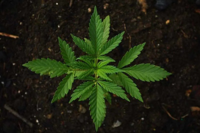 Can You Buy CBD Oil India?