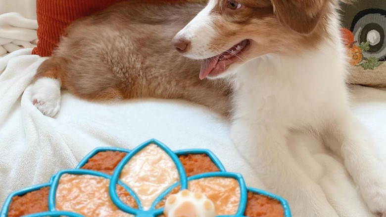 Exactly what are the Appropriate Chew Toys For The Young puppies?