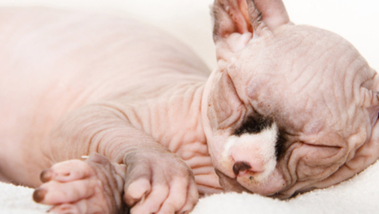 Hairless Cats: Breeds, Info and facts
