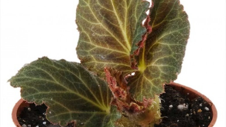 Begonia Plants