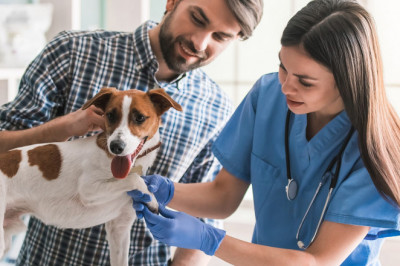Market Share, Size, Growth, Opportunities, and Forecast 2022-2028 - Veterinary Equipment and Disposables Market