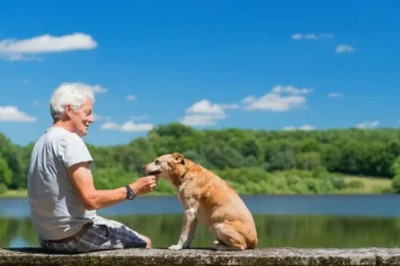 Pets with canine arthritis exhibit inflammation of their elbows, hips, knees, spines, and shoulders