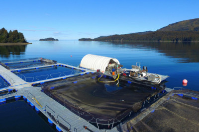 Aquaculture Organisms Are Grown Under Controlled Conditions For Human Consumption