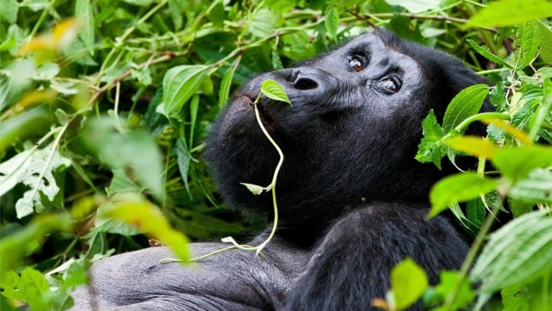 Everything you should know about gorilla trip in Uganda?