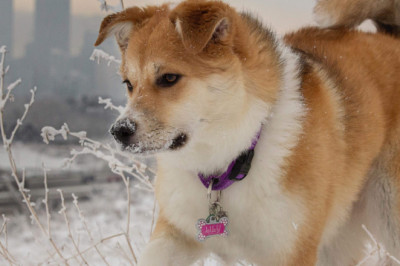 How Do You Know Your Dog Needs Grooming?