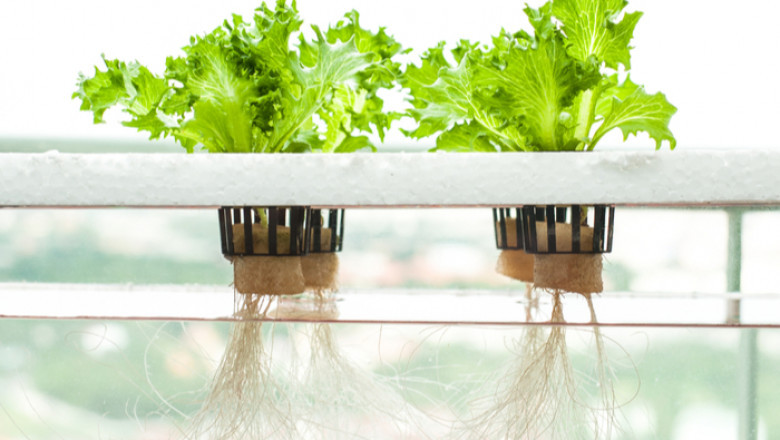 Hydroponics Market Growth Strategies, Opportunity, Rising Trends and Revenue Analysis 2026