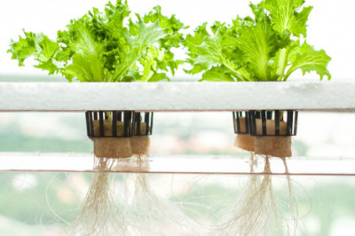 Hydroponics Market Growth Strategies, Opportunity, Rising Trends and Revenue Analysis 2026