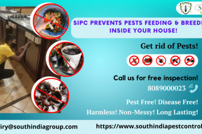 Pest Control Services in Bangalore