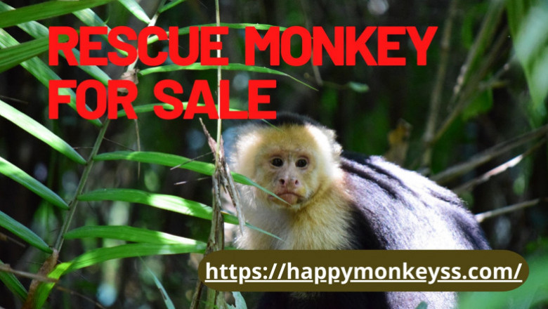 Rescue monkey for sale