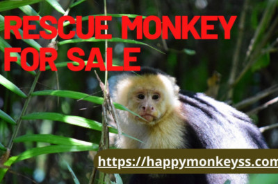 Rescue monkey for sale