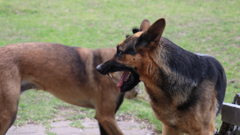 Why Hire Dog Bite Attorney Dallas?