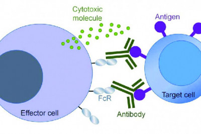 Clinical research with Fc Proteins and Glycoengineered Antibodies!