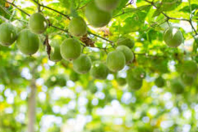 Global Brazzein Market 2022: COVID-19 Impact Analysis and Industry Forecast Report, 2028