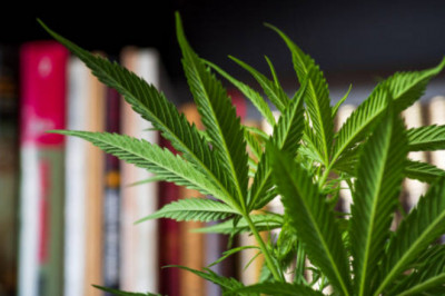 How To Produce Top Shelf Bud?