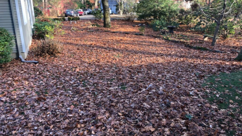 How to Remove Hartford County Leaf Removal