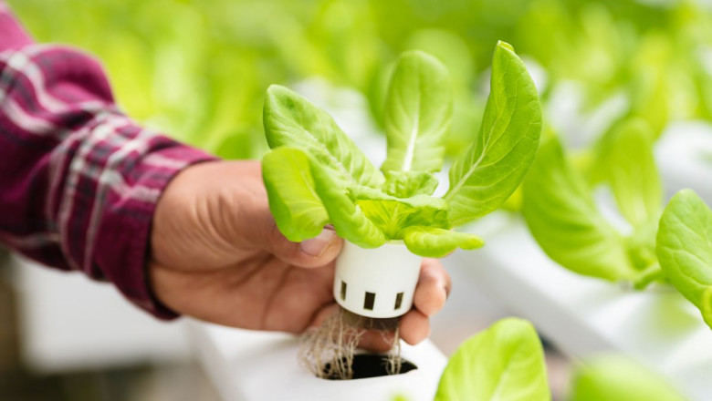Hydroponics Market - Forecast (2022 - 2027)