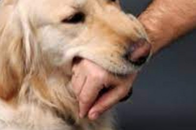 Battle the insurance company after an animal attack with help from our Animal Bite Attorney