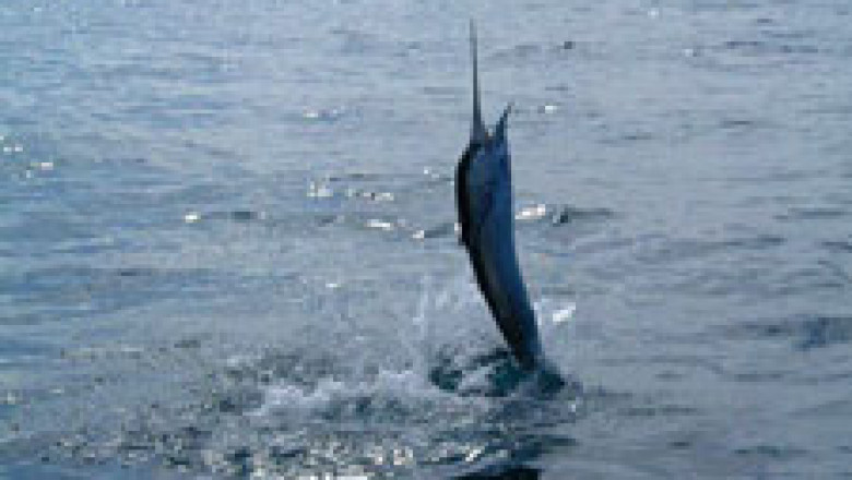 Miami Swordfish Charters