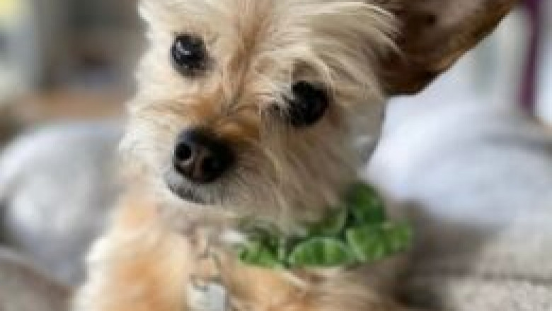 What Sort of Support Counseling Services Provide