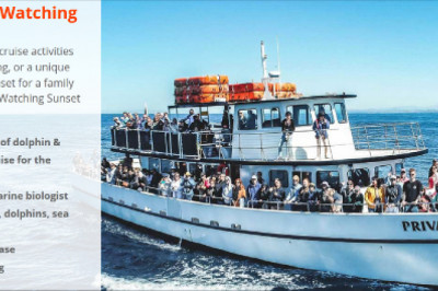See whales and dolphins in mission bay