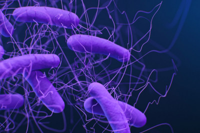 Clostridium Difficile Immunoassays Market | Global Industry Trends, Segmentation, Business Opportunities & Forecast To 2028