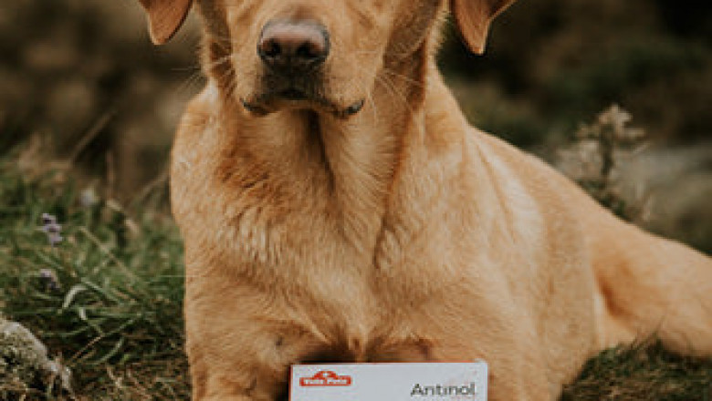 Do Dog Joint Supplements Really Work?