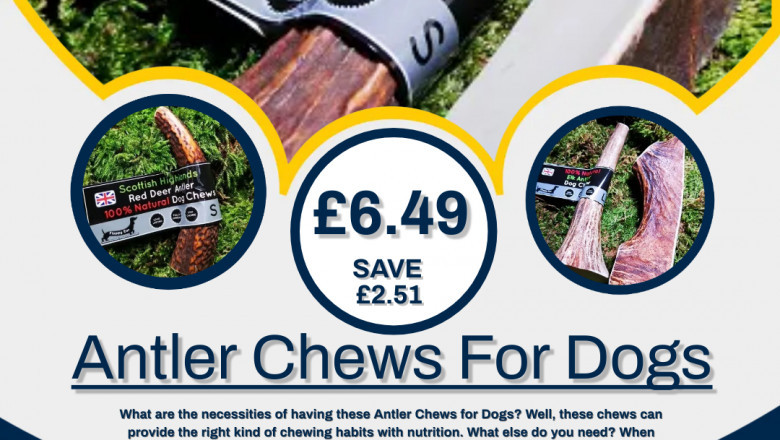 Antler Chews For Dogs: How To Find The Perfect One For Your Pooch
