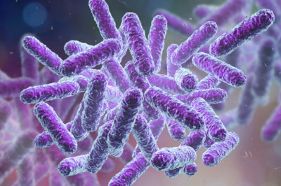 Bacillus Subtilis Market Revenue, Industry Growing Demand, Top Companies, Regional Outlook Up To 2028