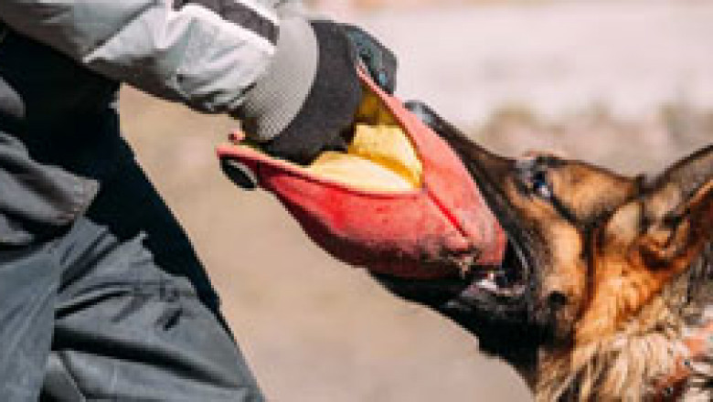 Experienced Dog Bite Lawyer in Palm Springs