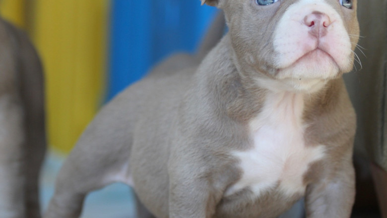 Finding Out about American Bully Puppies for Sale Is Beneficial