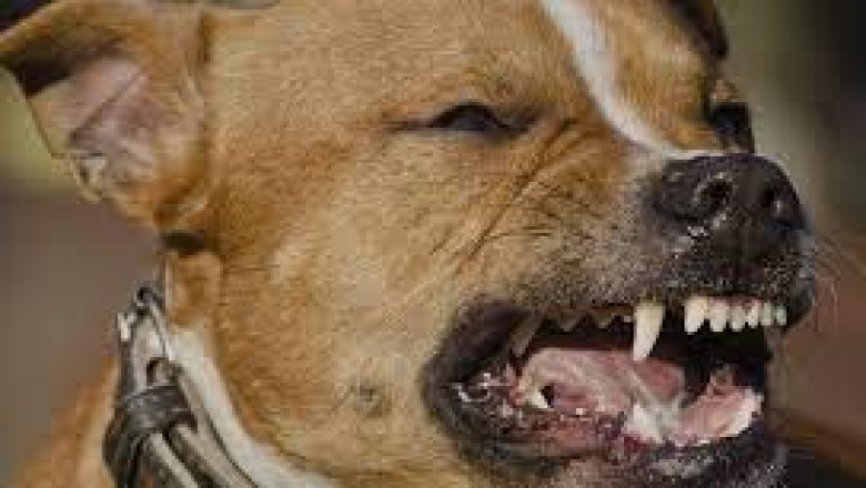 Hire a Dog Bite Attorney in Murrieta and Temecula