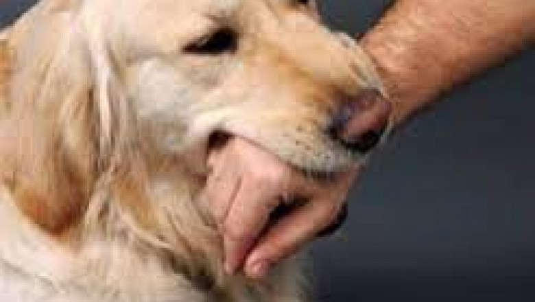 Hire a High Qualified Dog Bite Attorney in Temecula