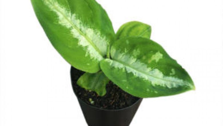 How Outdoor Plants Are Beneficial for Mental Health