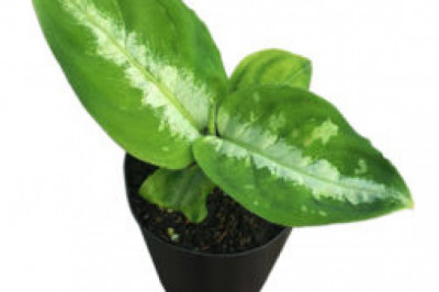 How Outdoor Plants Are Beneficial for Mental Health