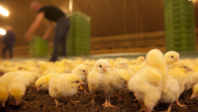 Starter Feed Market is Anticipated to Grow High during the Forecast Period 2022-2028