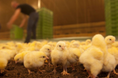 Starter Feed Market is Anticipated to Grow High during the Forecast Period 2022-2028