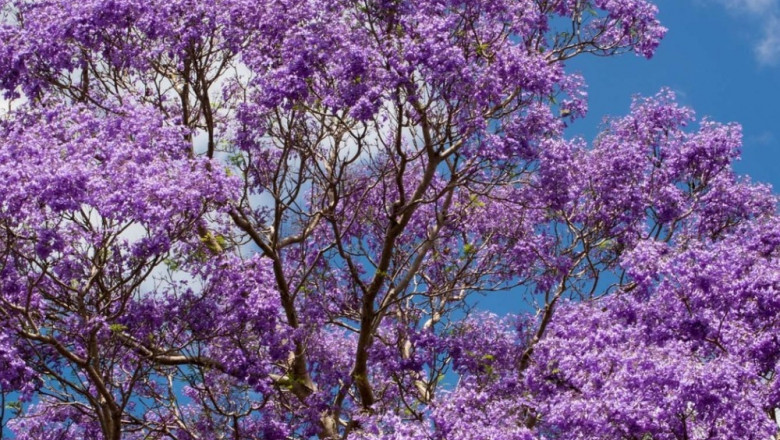 Buy Gulmohar Flower - Delonix Regia - Plant Online at organixrosa