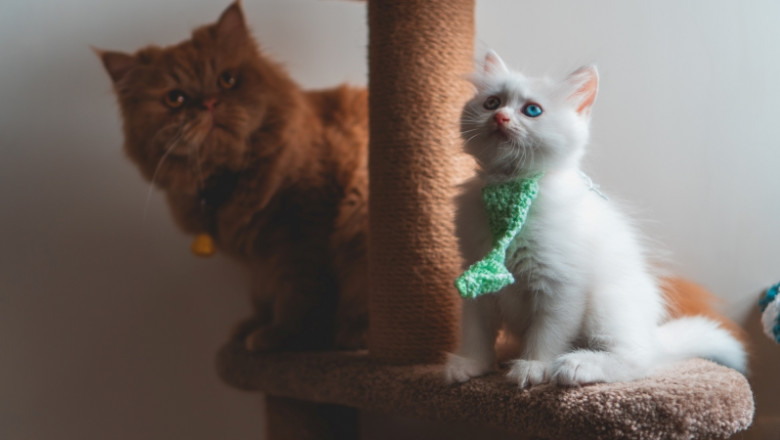 How to Choose the Best Puppy Toys and the Most Suitable Scratching Post
