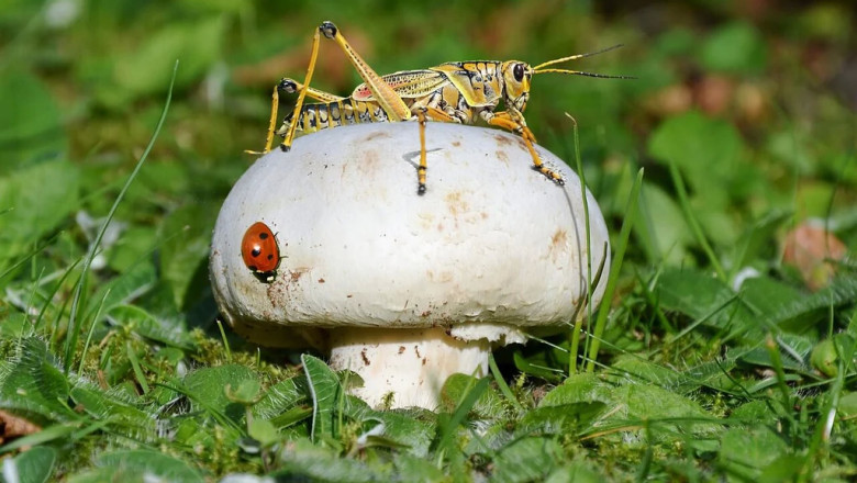 Known As A Biopolymer, Chitin Is A Polymer Created By Organisms Naturally