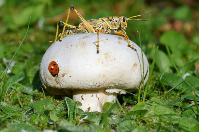 Known As A Biopolymer, Chitin Is A Polymer Created By Organisms Naturally