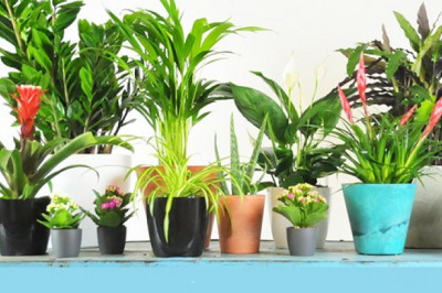 Top 10  Must-have Air-purifying Plants