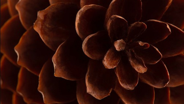 All About Brown Color Flowers