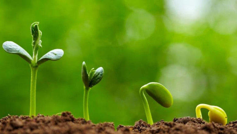 Gibberellins Market share, size, and Growth 2027