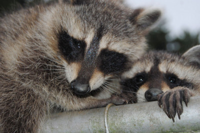 Keep Raccoons Out With Raccoon Removal Services in Kitchener