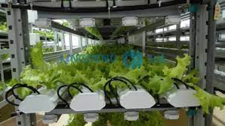 Turkey Plant Factory Market share, size, and Growth 2027