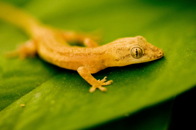 Some Effective Ways That Show How to Get Rid of Lizards