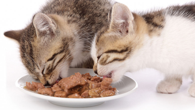 A Cat Wet Food Is One That Is Moist And Comes In Small Chunks Or Pouches